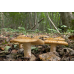 Мицелий Сыроежки миндальной / Сыроежка лавровишневая (Russula laurocerasi)